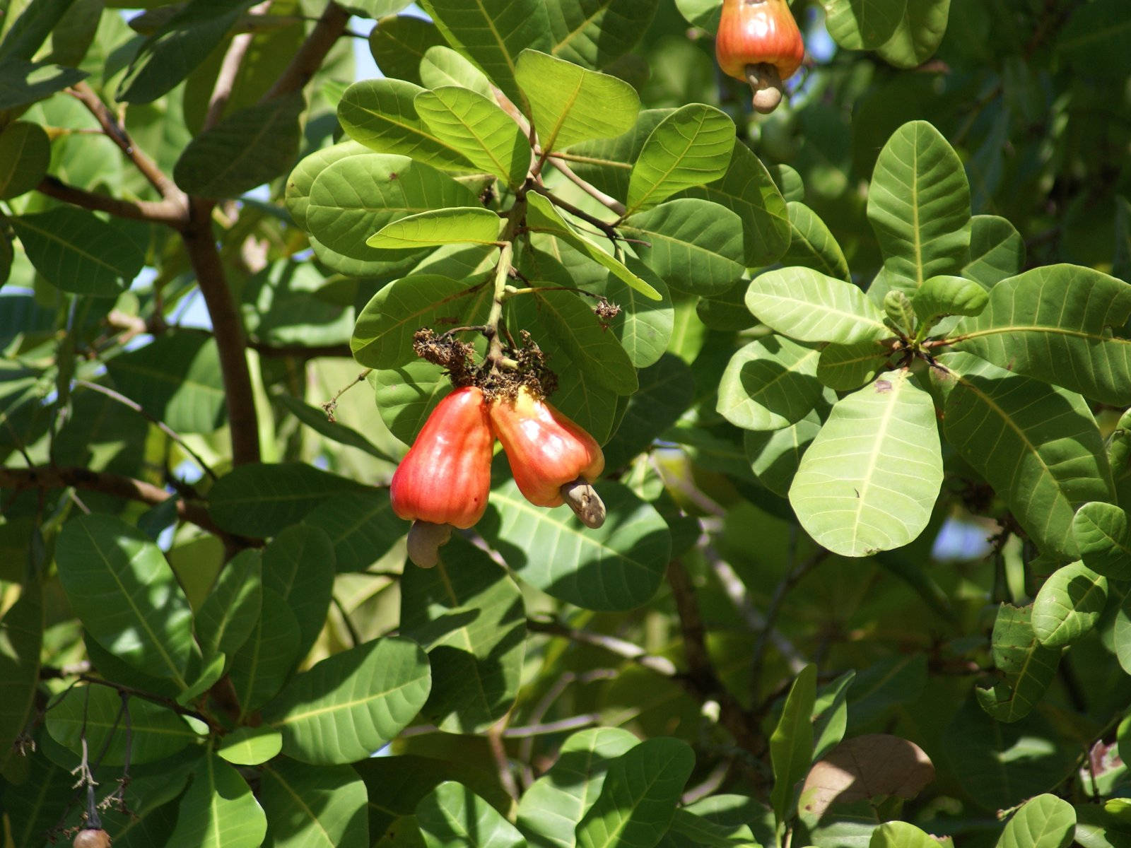 Ackee Fruit With Leaves Wallpaper