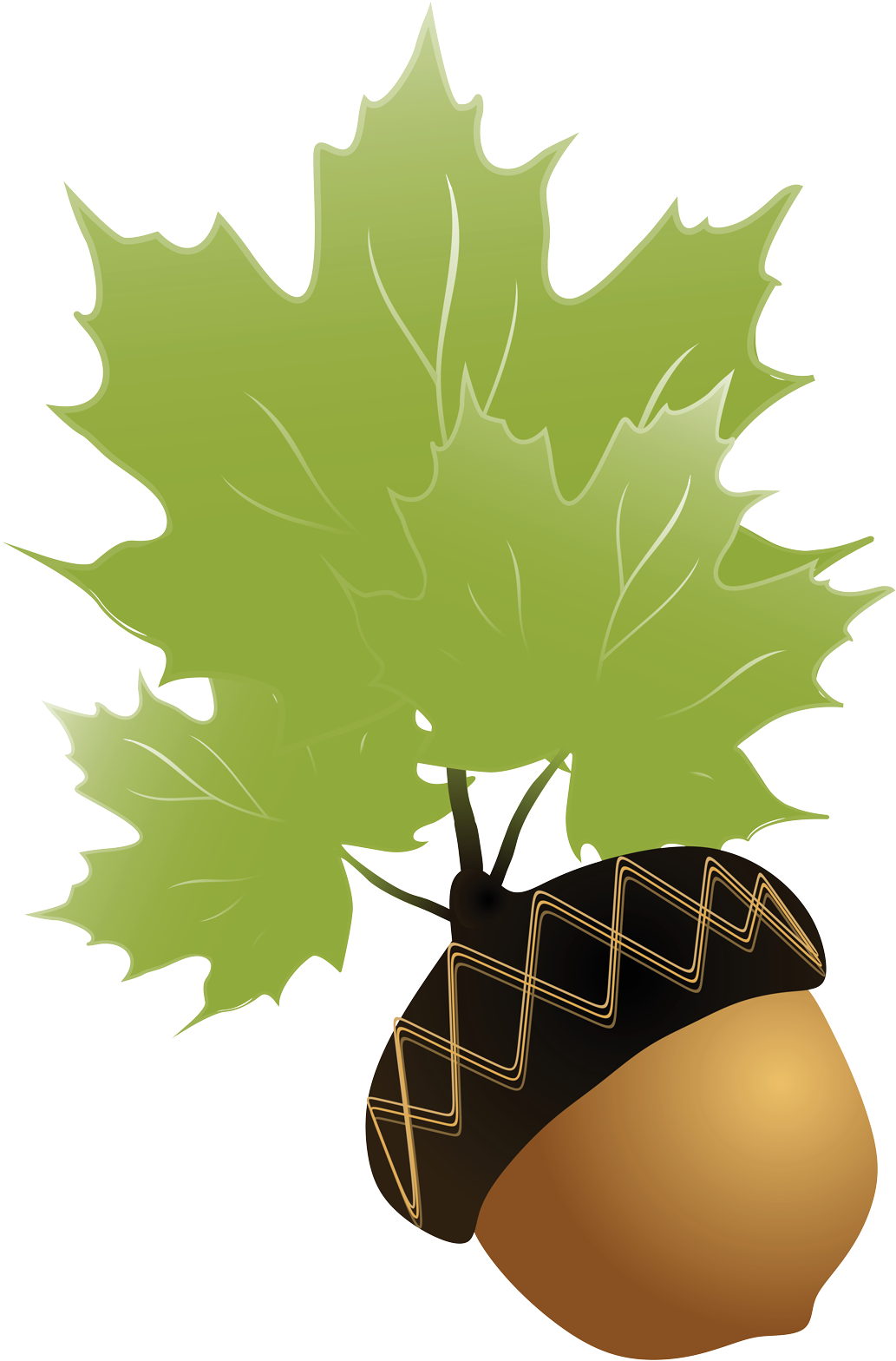 Acornand Maple Leaves Illustration PNG