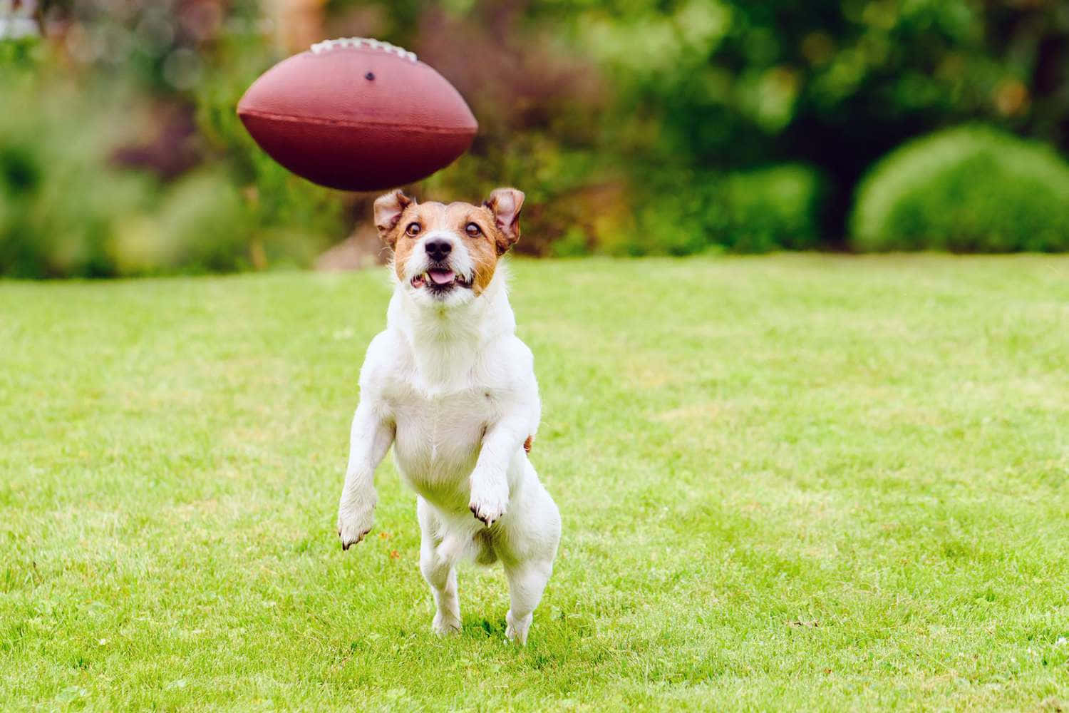 Active Dog Playing Fetch With Sports Ball Wallpaper