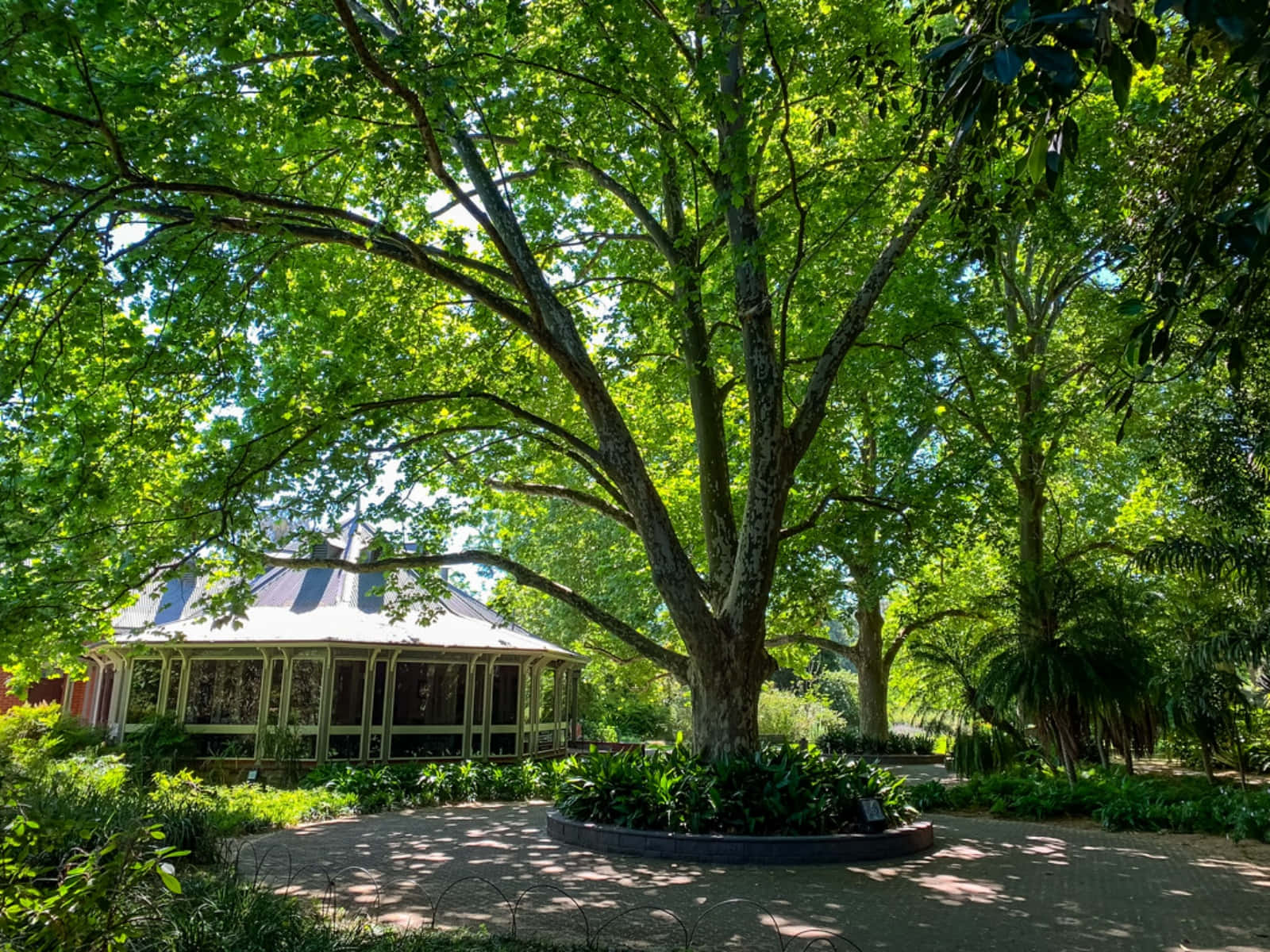 Adelaide Botanic Garden Pavilionand Tree Wallpaper