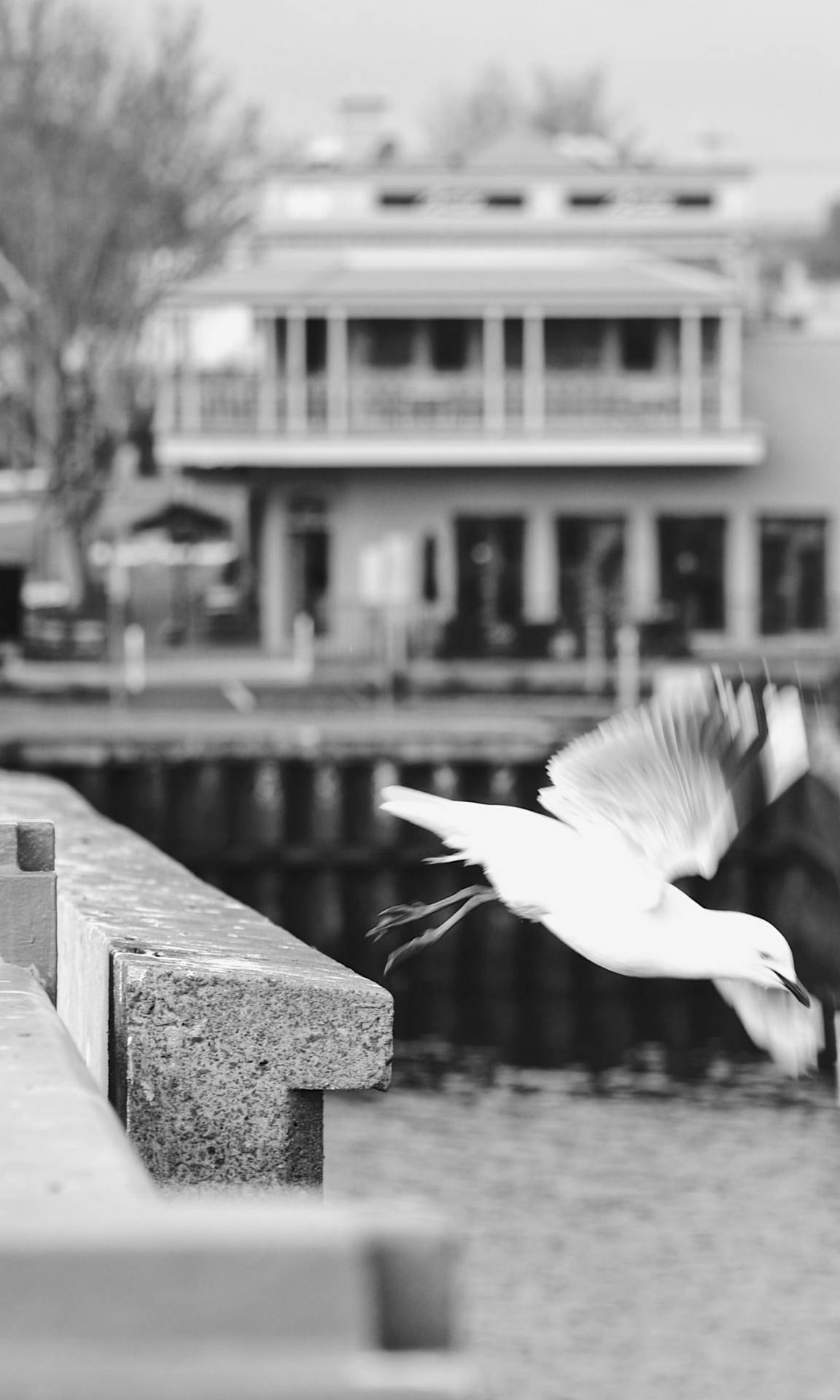 Vibrant life in Adelaide spotlighted by a solitary Seagull in grayscale. Wallpaper