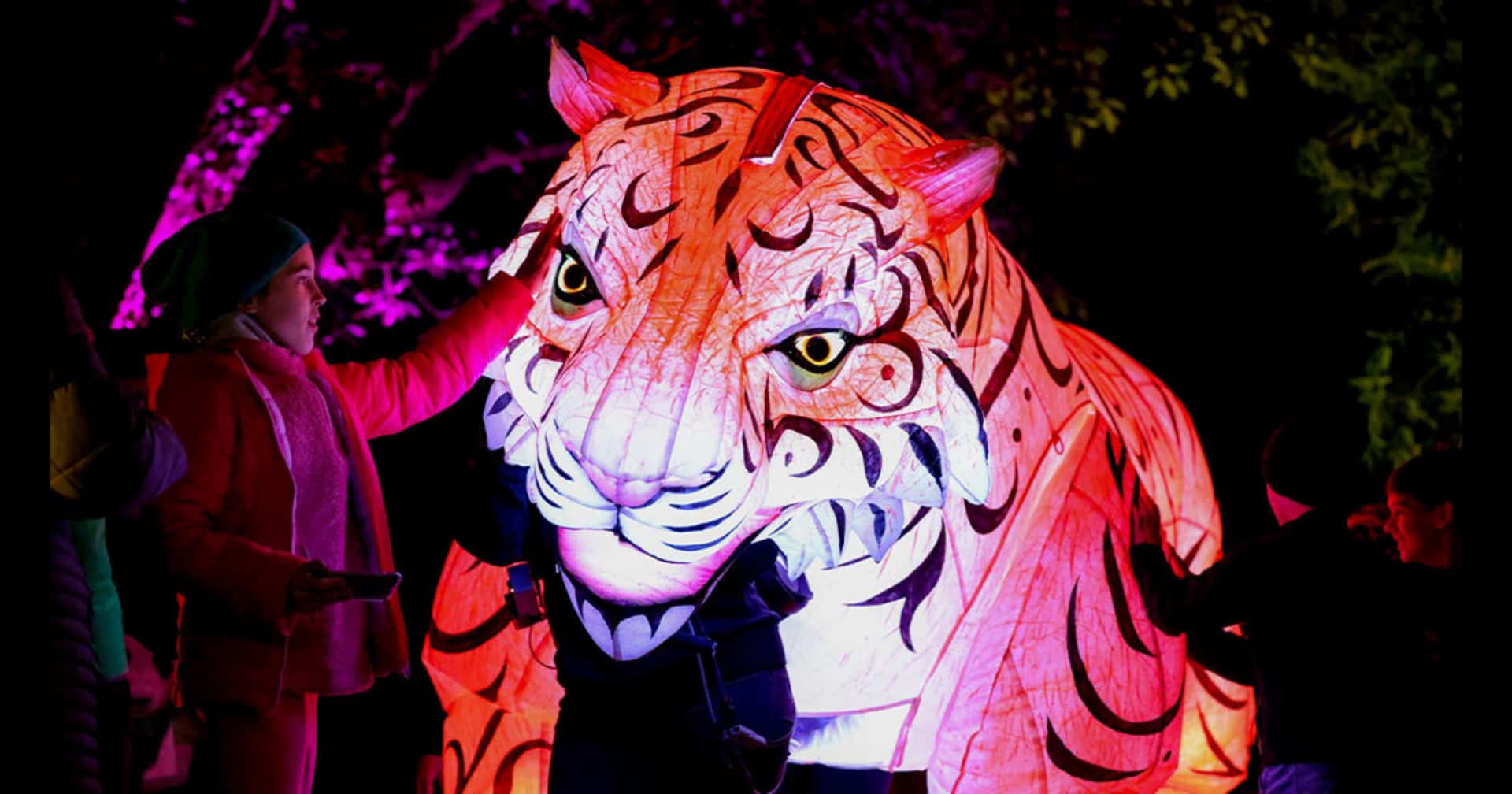 Adelaide Zoo Nighttime Lantern Festival Tiger Wallpaper