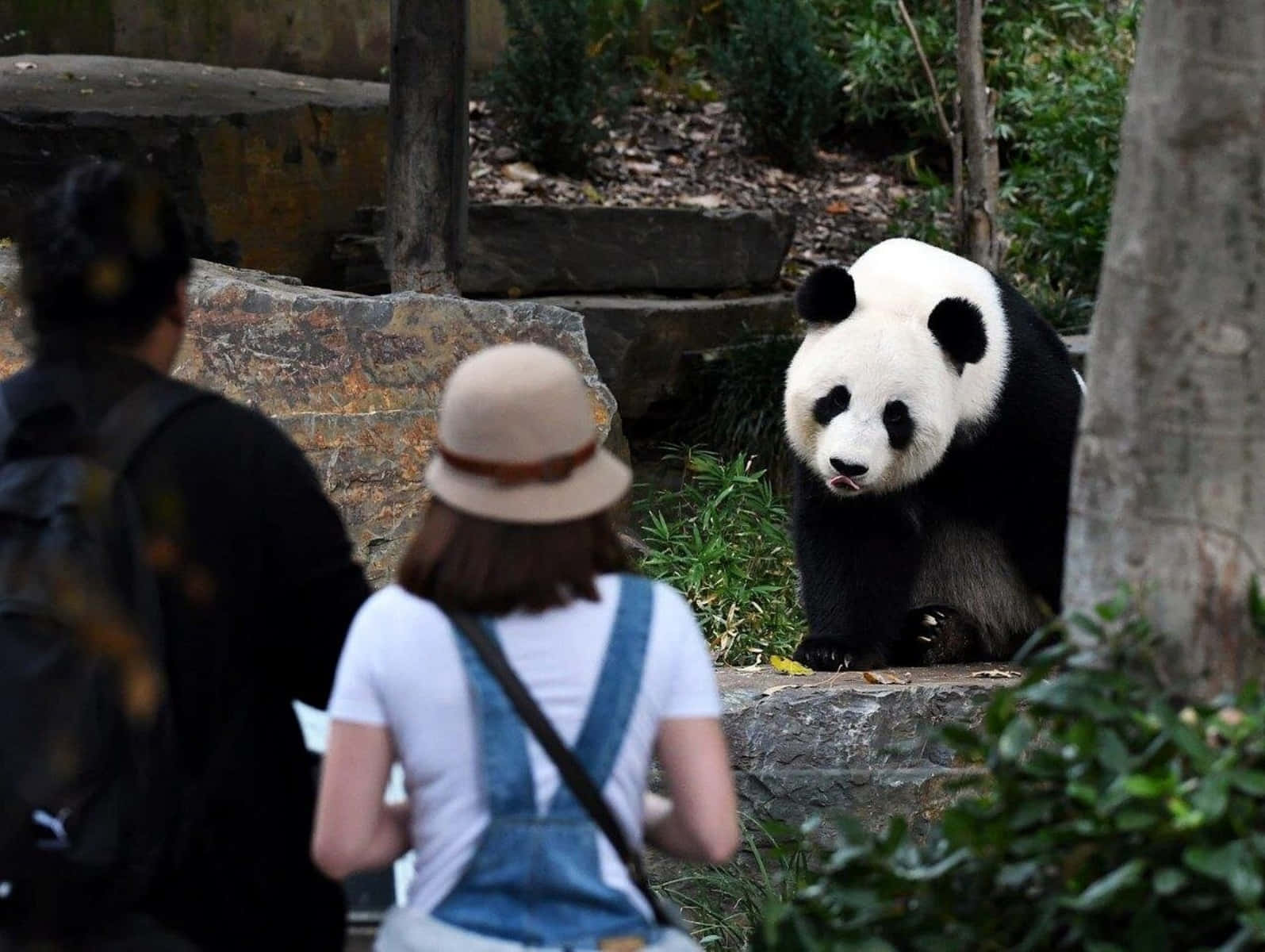 Adelaide Zoo Panda Encounter Wallpaper