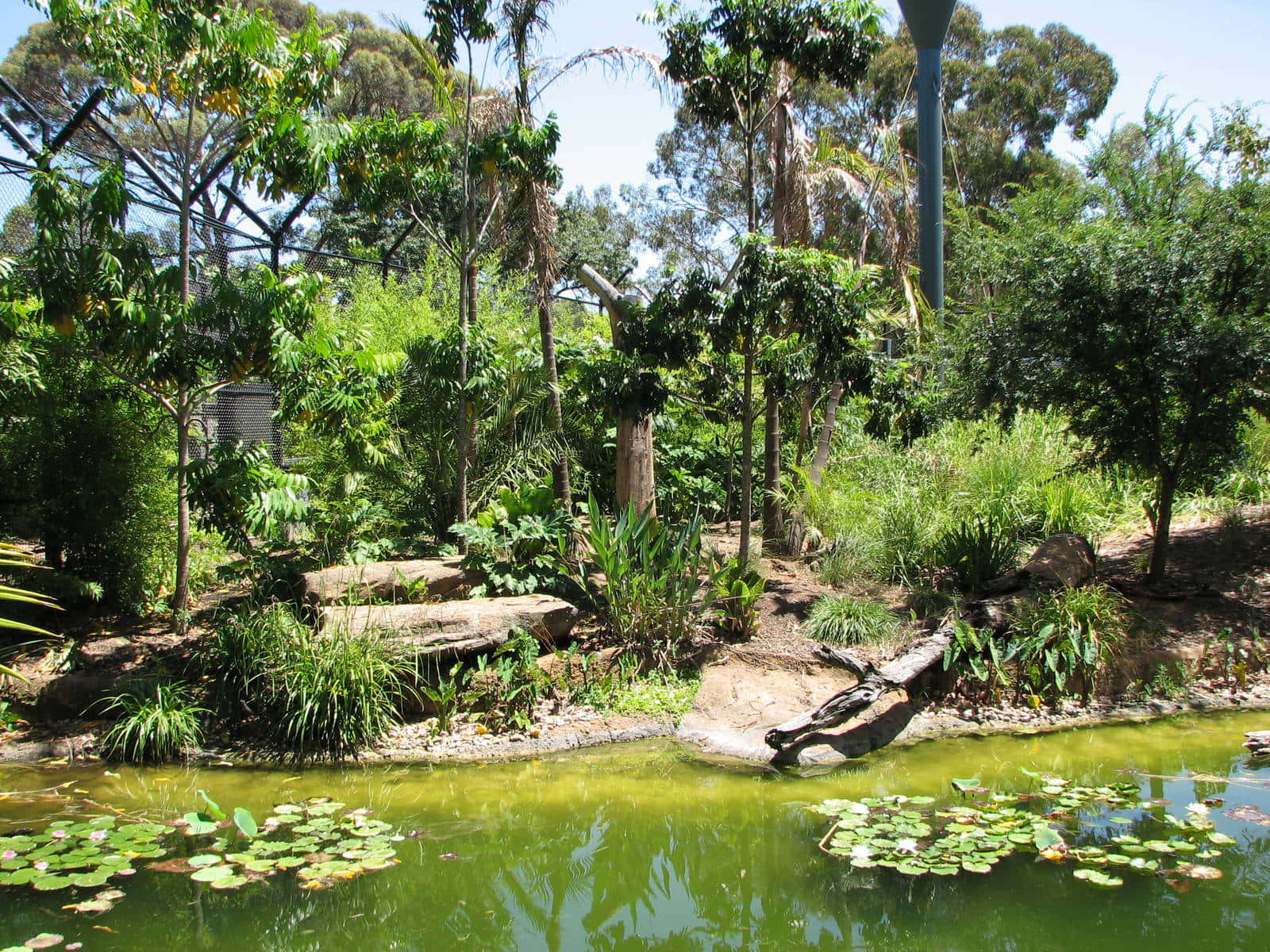 Adelaide Zoo Tropical Habitat Wallpaper