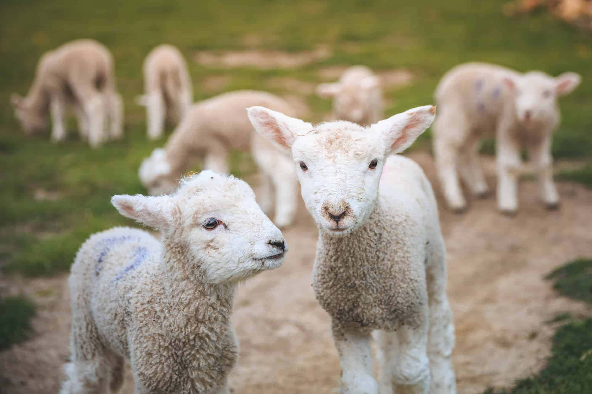 Adorabileagnellino Che Pascola In Un Bellissimo Prato