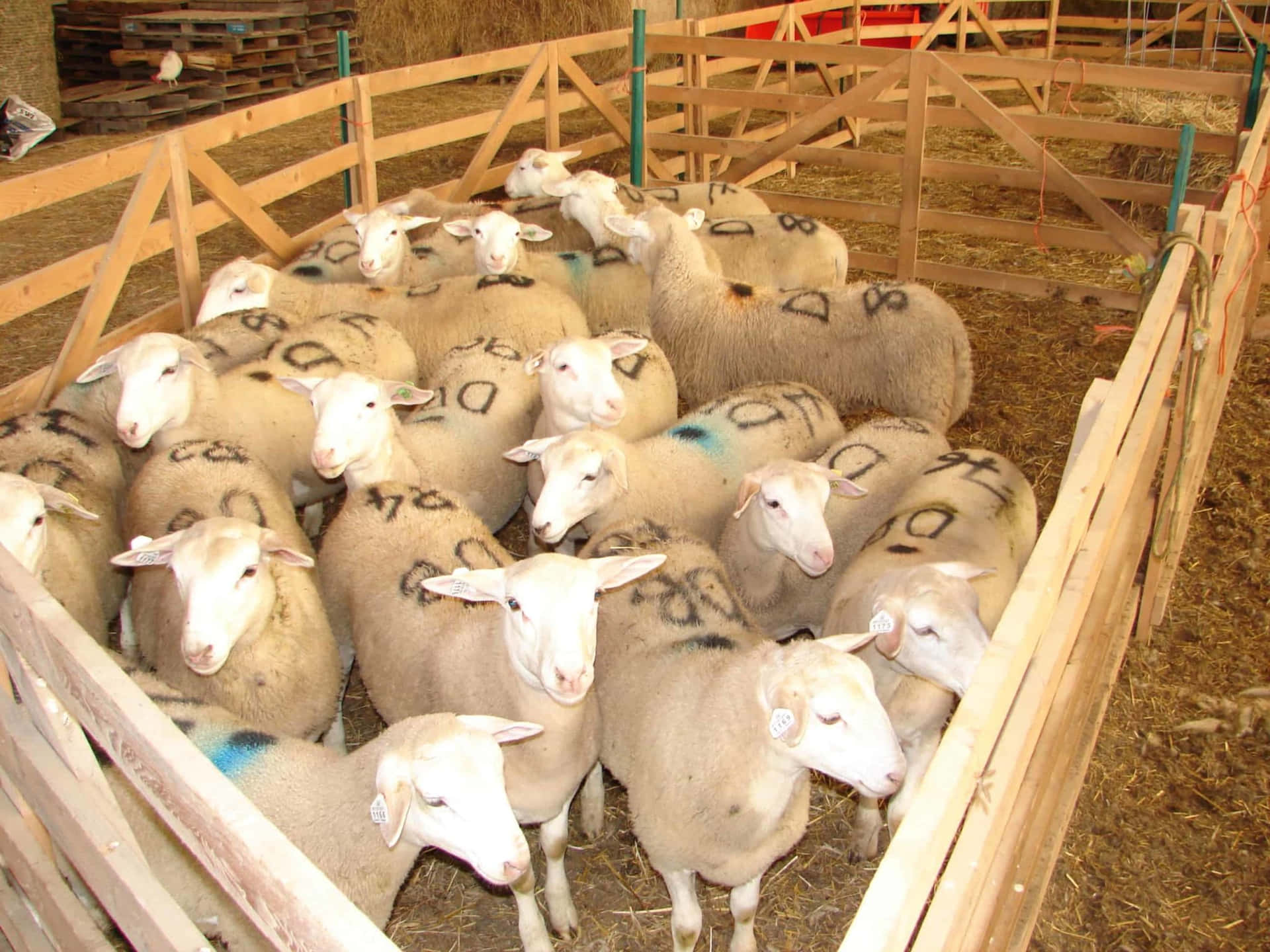 Adorabileagnellino Che Pascola In Un Campo Rigoglioso.