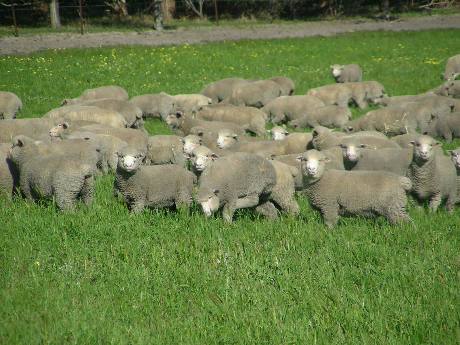 Adorabileagnellino Che Pascola In Un Vibrante Campo Verde.