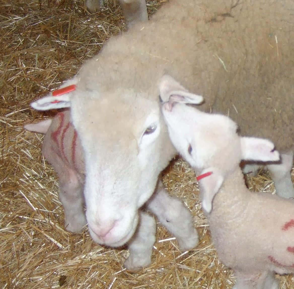 Adorabileagnellino Che Sta In Piedi In Un Campo