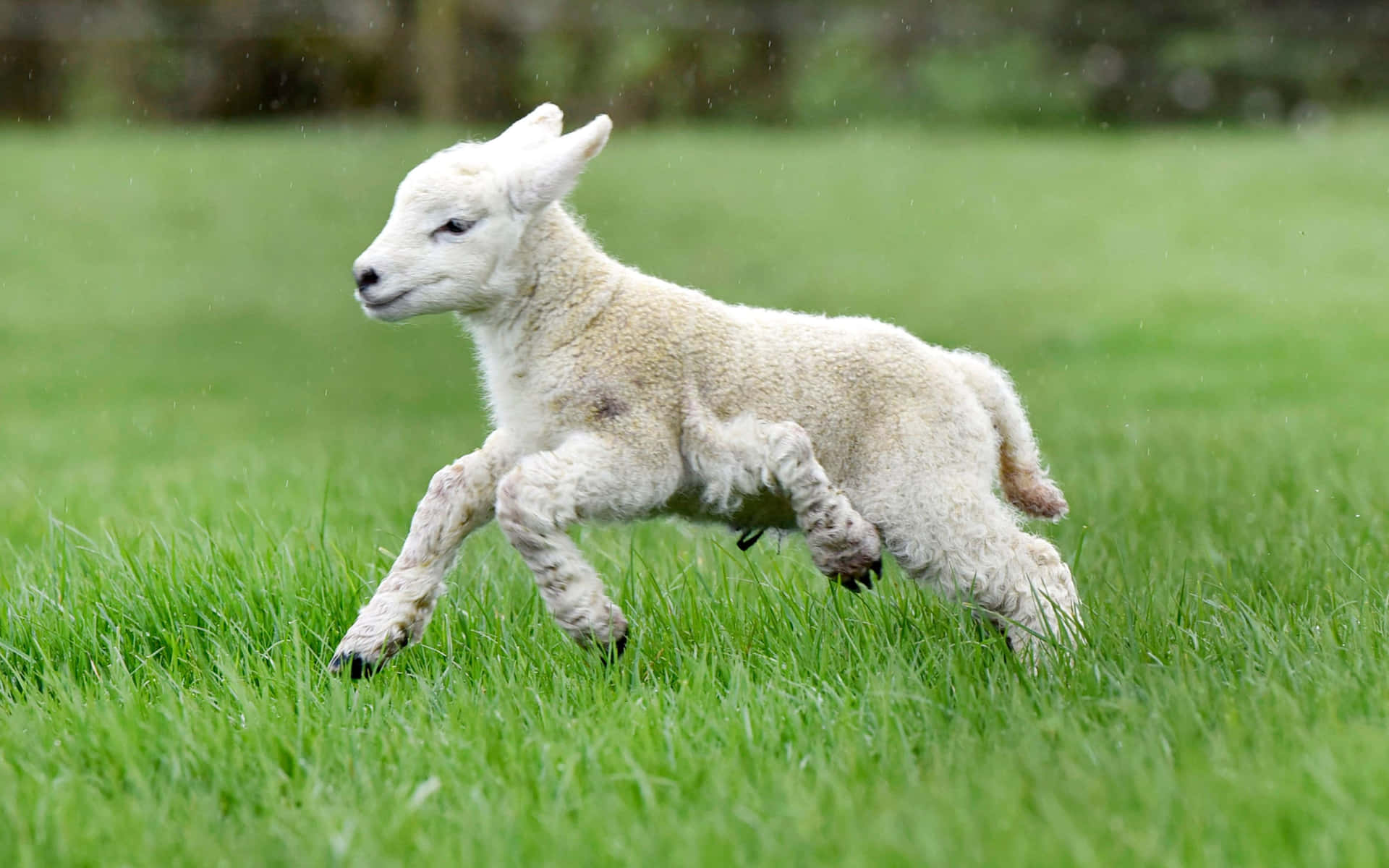 Adorabileagnello Che Pascola In Un Campo Verde Rigoglioso