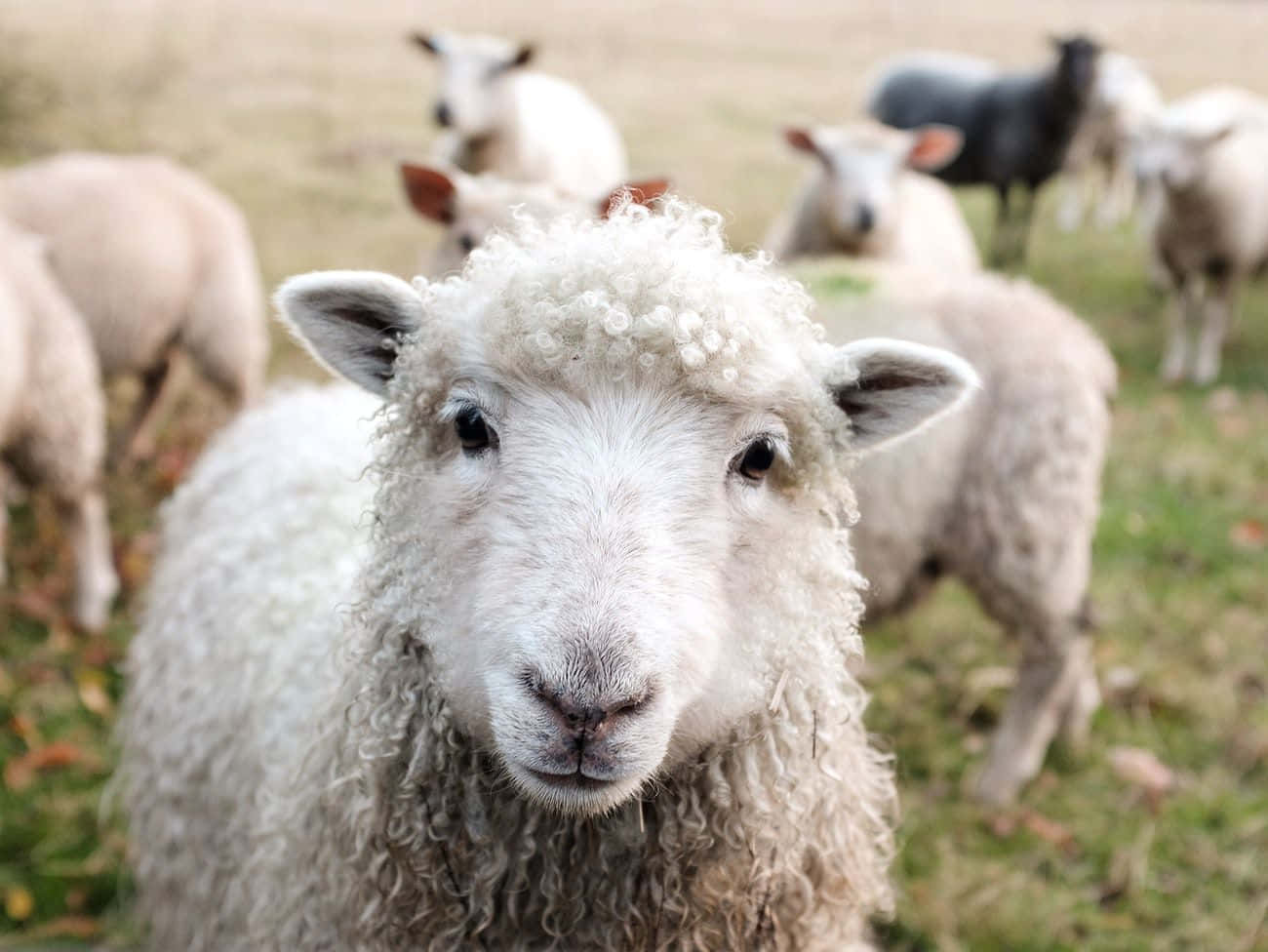 Adorabileagnello Che Pascola Nel Campo