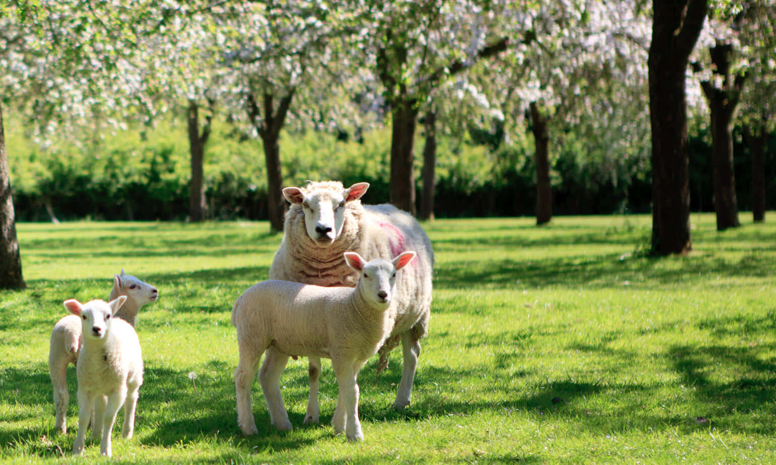 Adorabileagnello Che Pascola Nel Prato