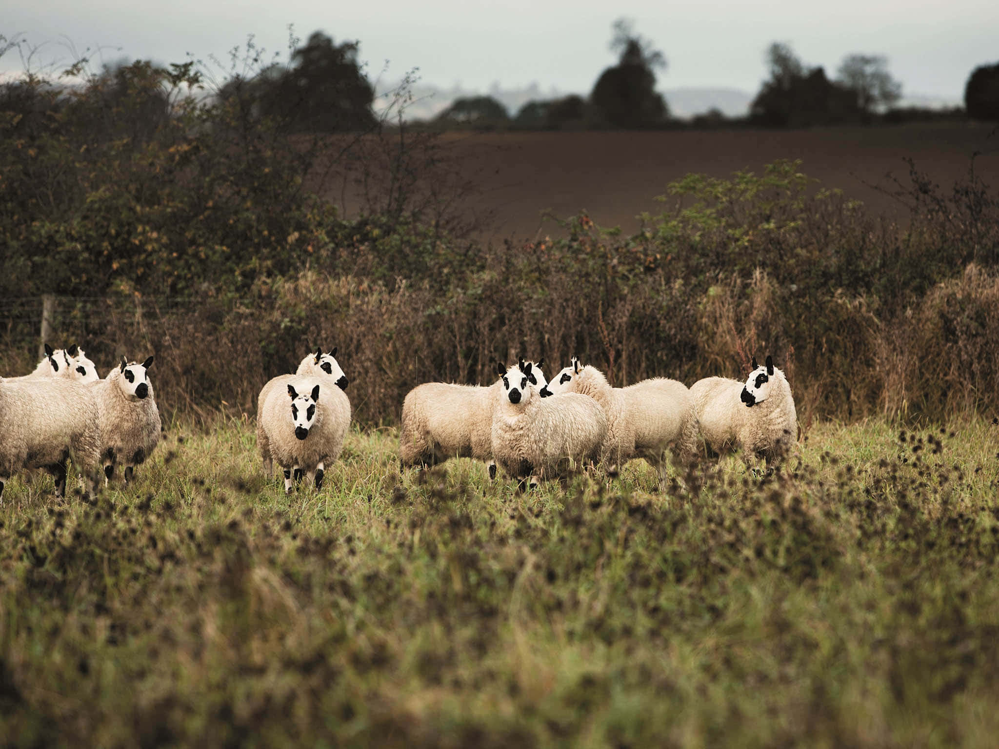 Adorabilepiccolo Agnello