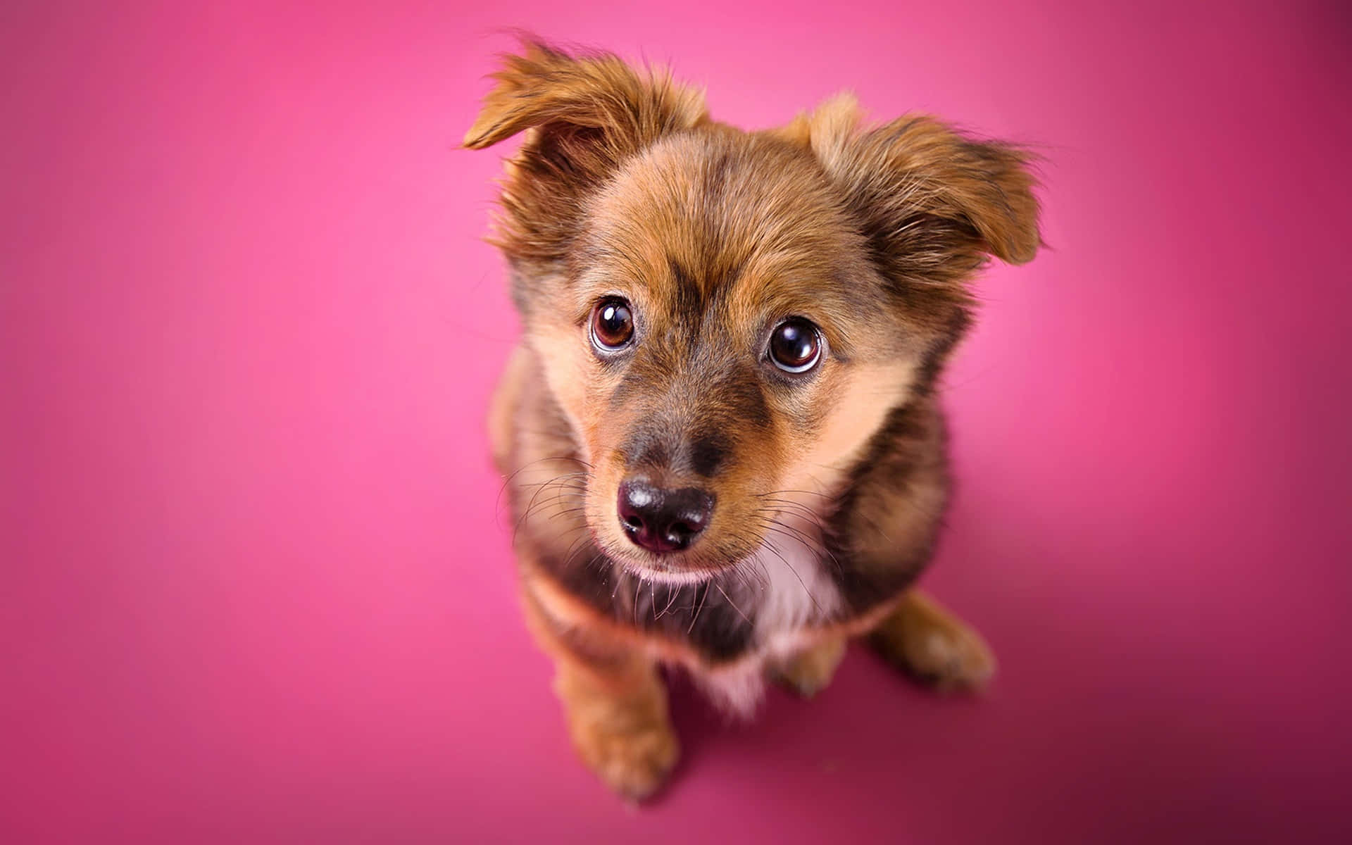 Adorabilicani Che Condividono Un Momento D'amore