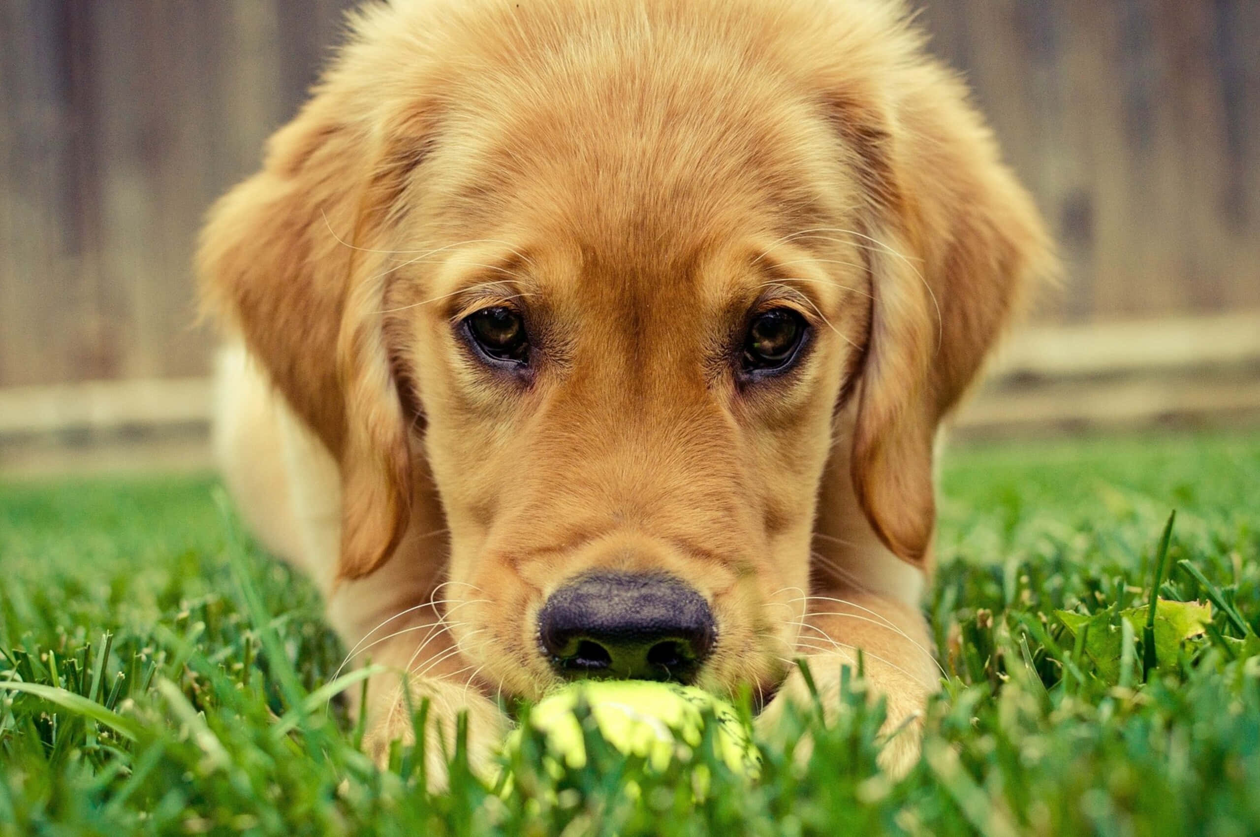 Adorabilicuccioli Che Giocano All'aperto