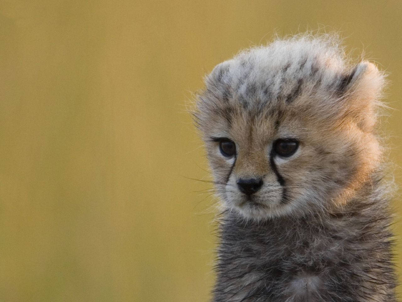 Adorable Baby Cheetah Photography Wallpaper