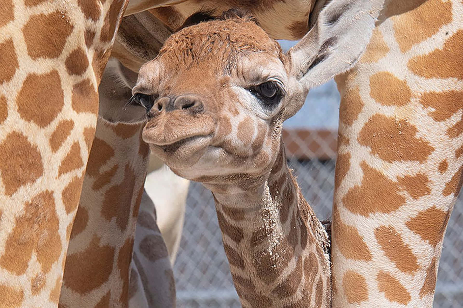 Adorable Baby Giraffe Posing For A Photo
