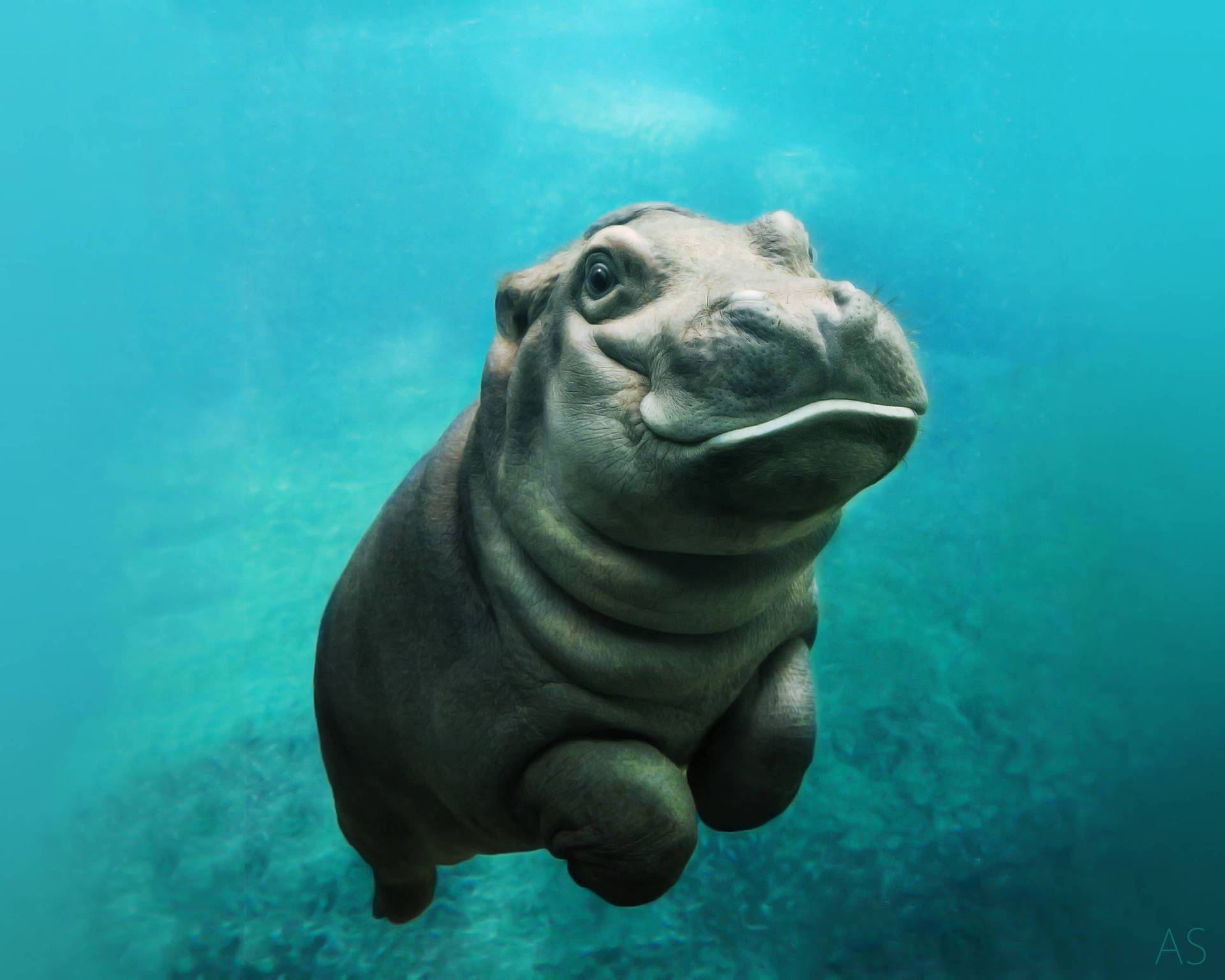 Adorable Baby Hippopotamus