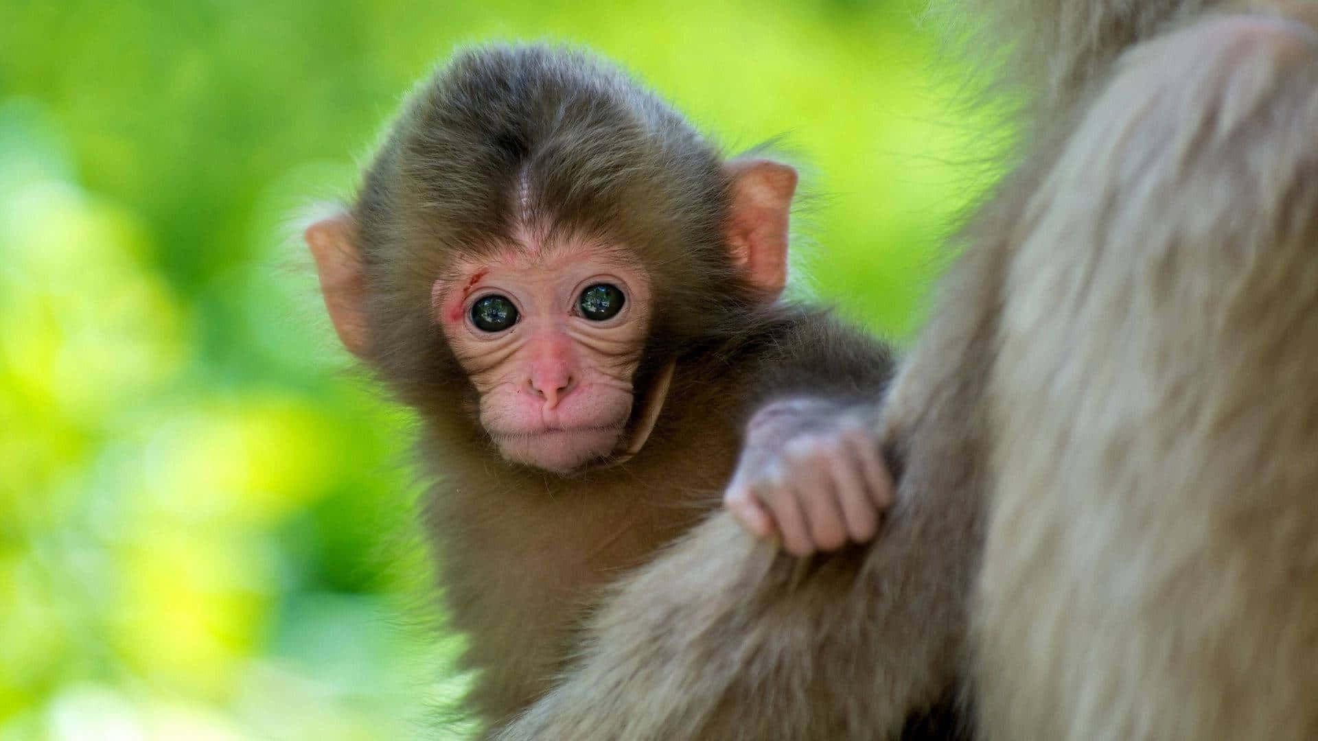 "adorable Baby Monkey Enjoying Nature's Embrace"