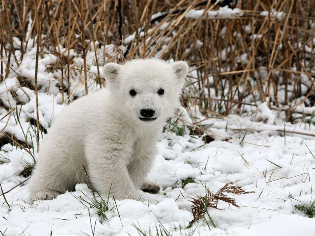 Adorable Baby Polar Bear Wallpaper