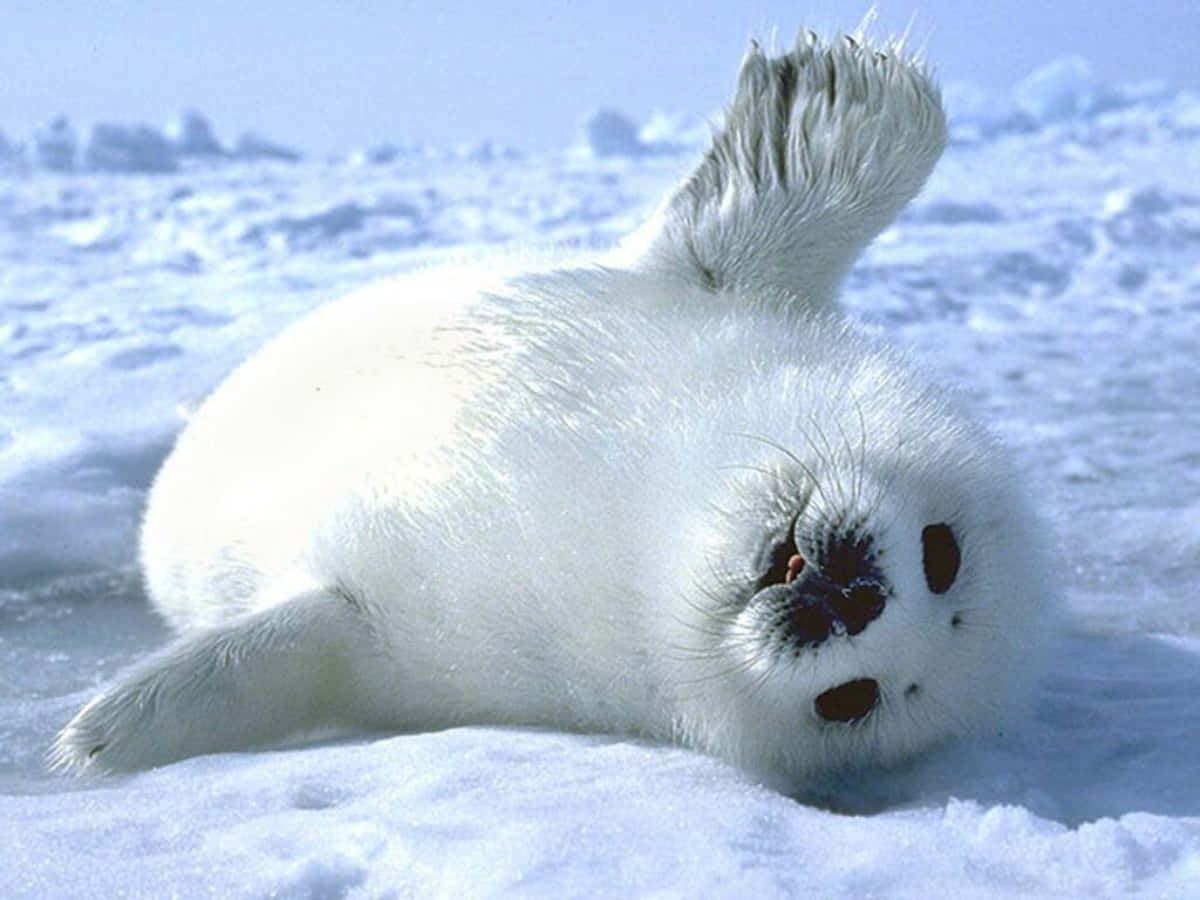 Adorable Baby Seal Lounging On An Icy Ground Wallpaper