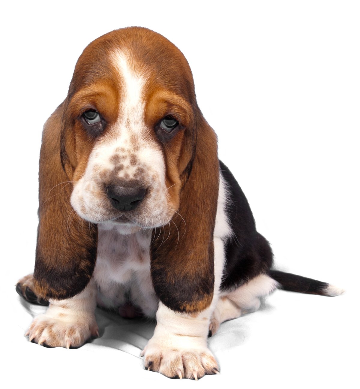 Adorable Basset Hound Puppy PNG