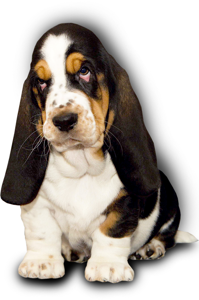 Adorable Basset Hound Puppy PNG