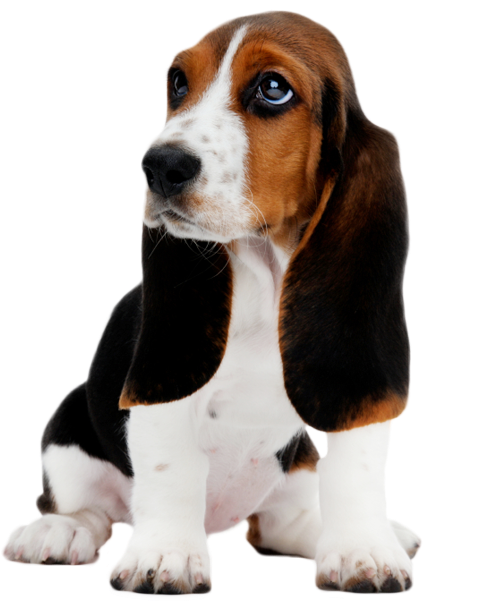 Adorable Basset Hound Puppy PNG