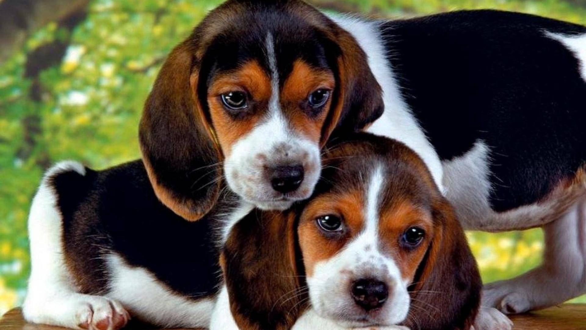 Adorable Beagle Puppies Wallpaper