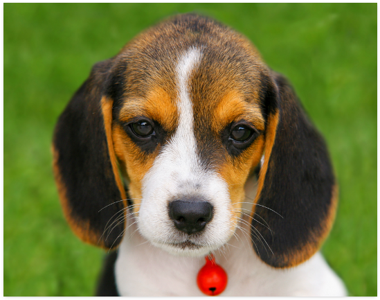 Adorable Beagle Puppy Green Background PNG