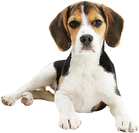Adorable Beagle Puppy Lying Down PNG
