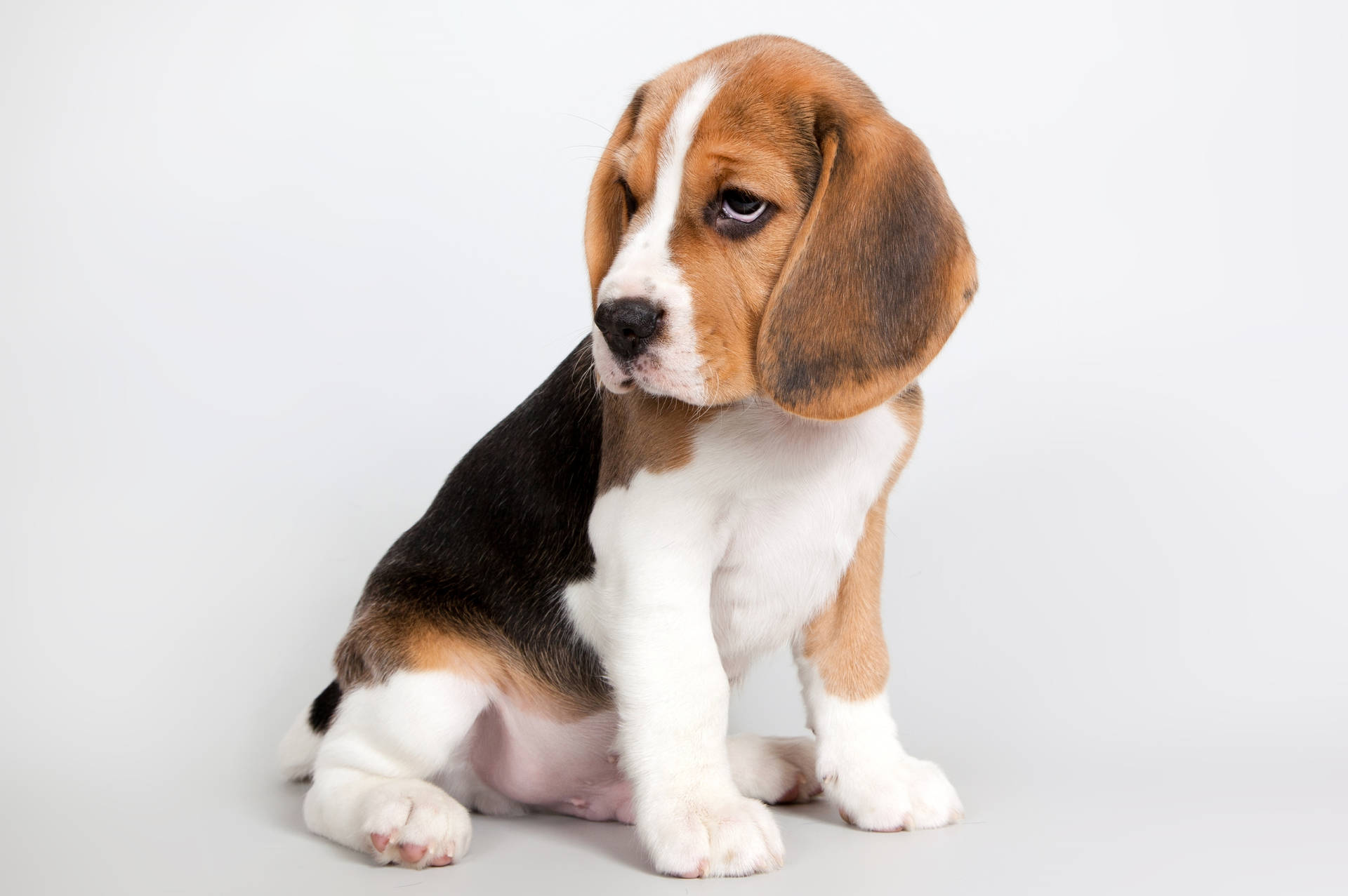 Adorable Beagle Puppy Playing Outdoors Wallpaper
