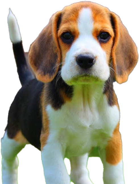 Adorable Beagle Puppy Portrait PNG