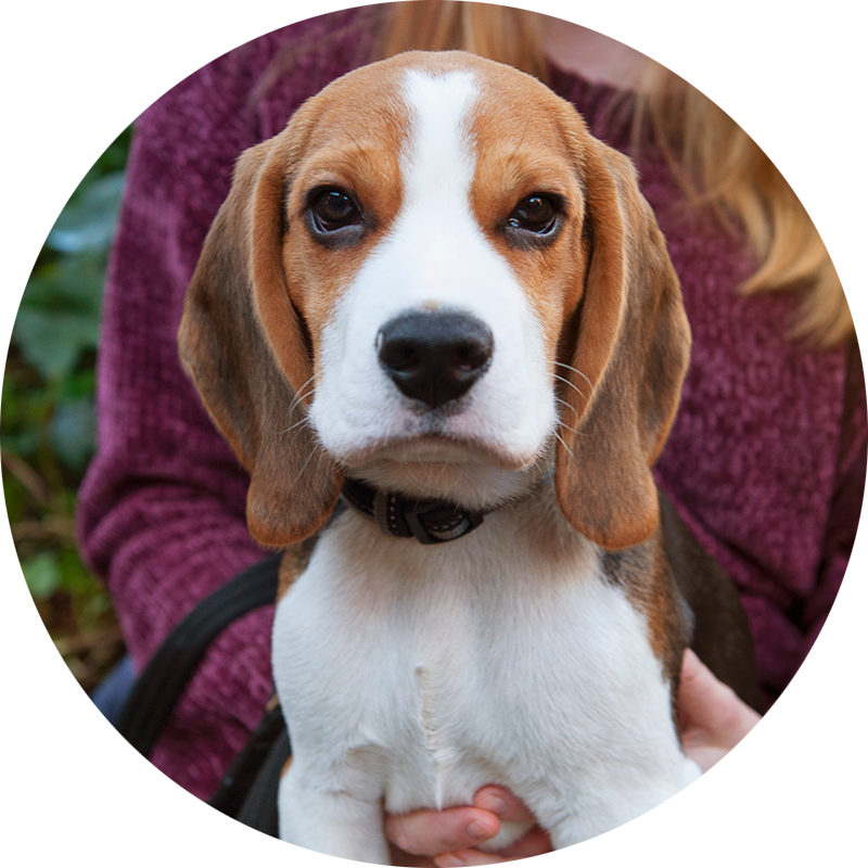 Adorable Beagle Puppy Portrait PNG