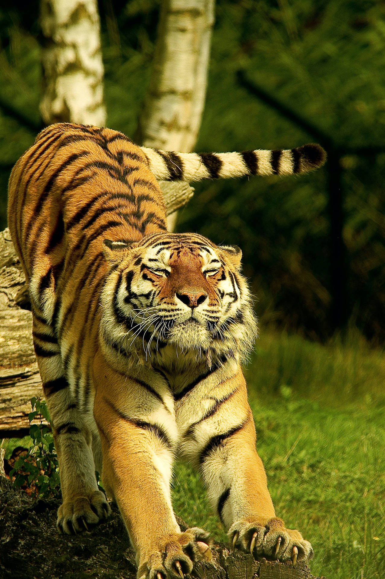 Sød stor Bengal Tiger HD Tapet Wallpaper