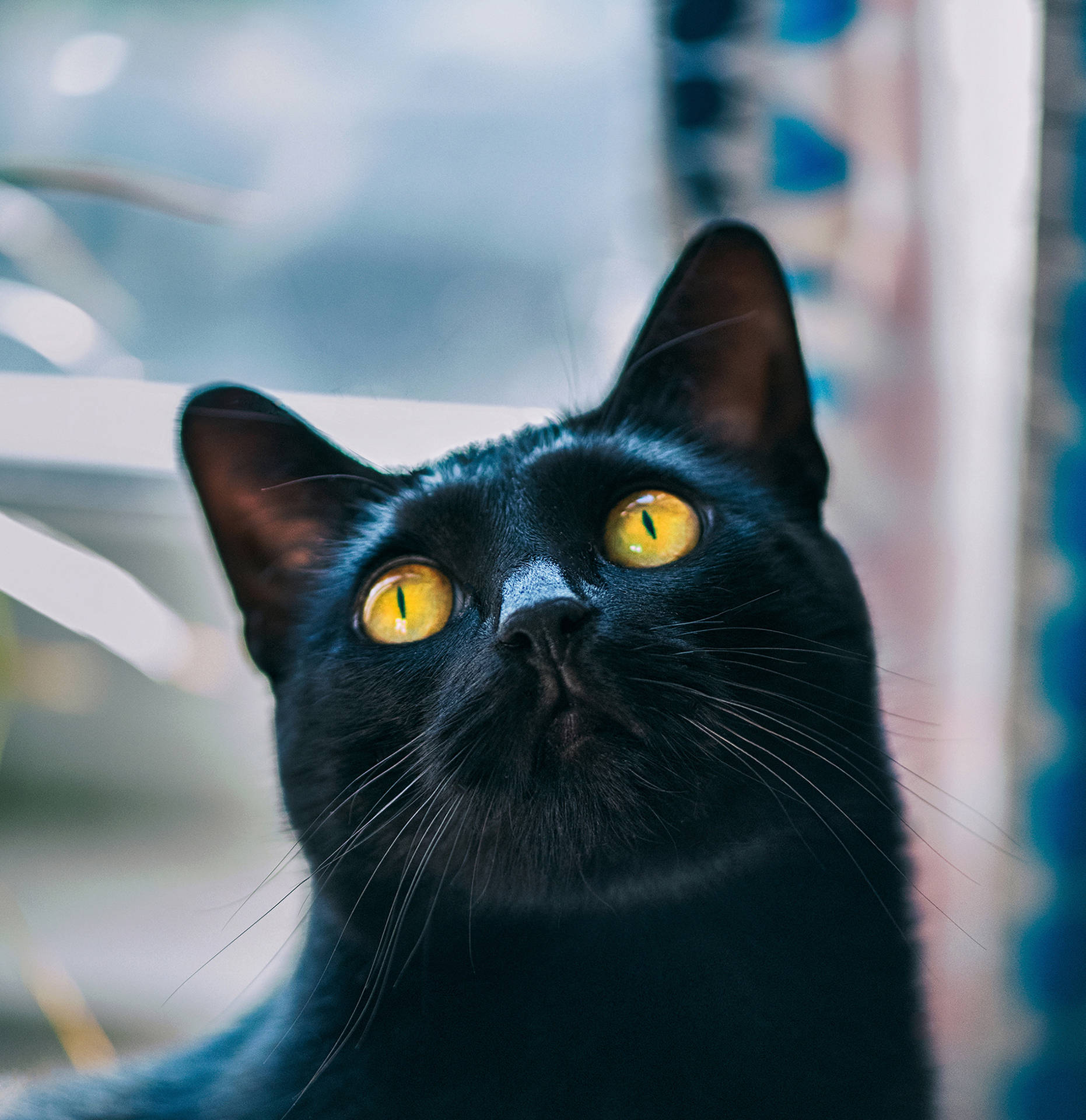 Adorable Black Cat