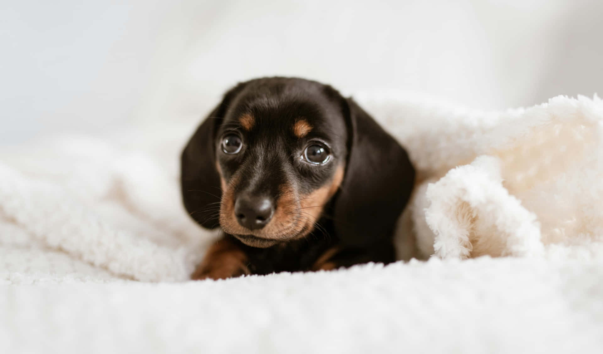 Adorable Black Dachshund Puppy Cozy Blanket.jpg Wallpaper