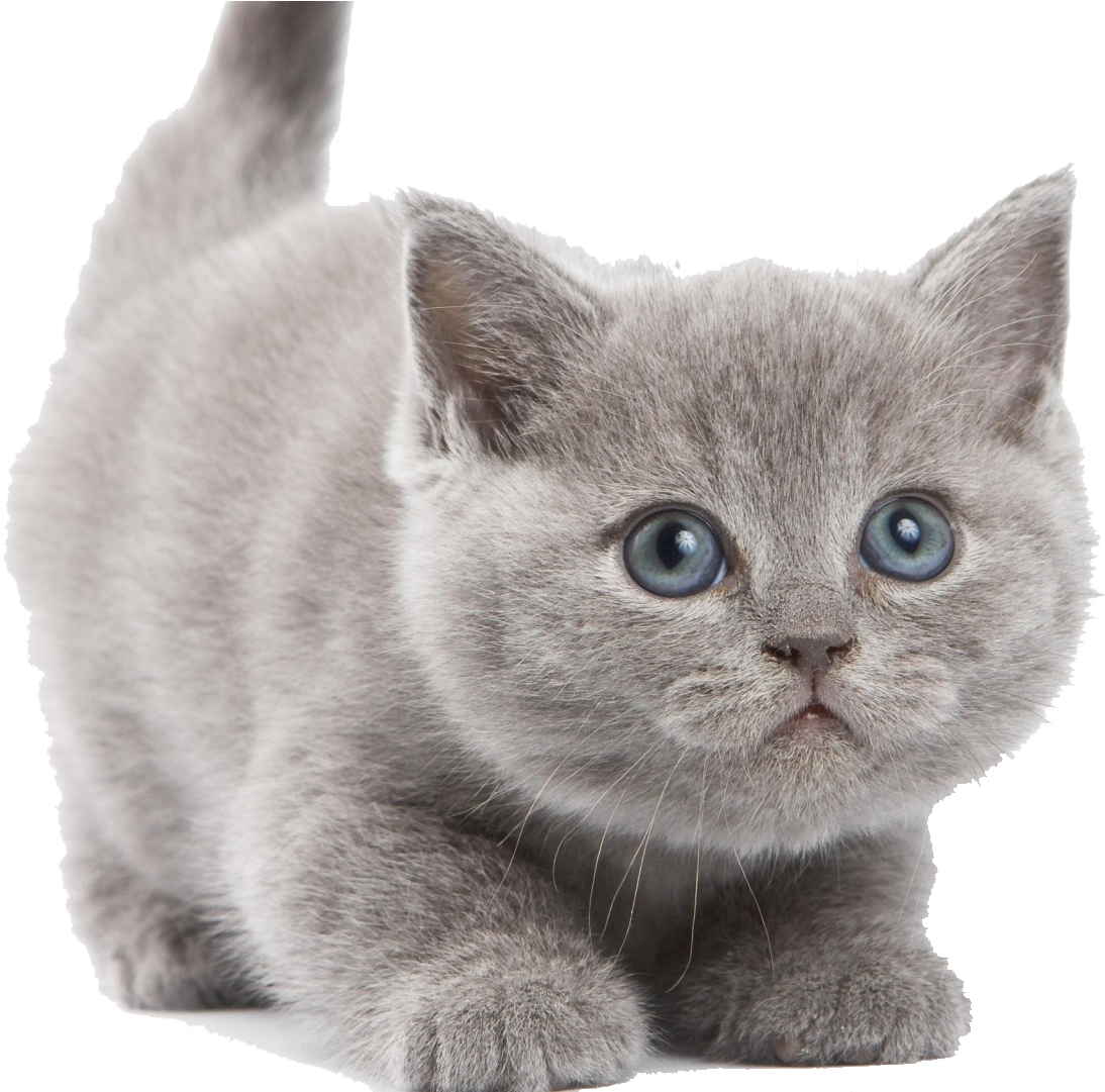 Adorable Blue Eyed Kitten PNG