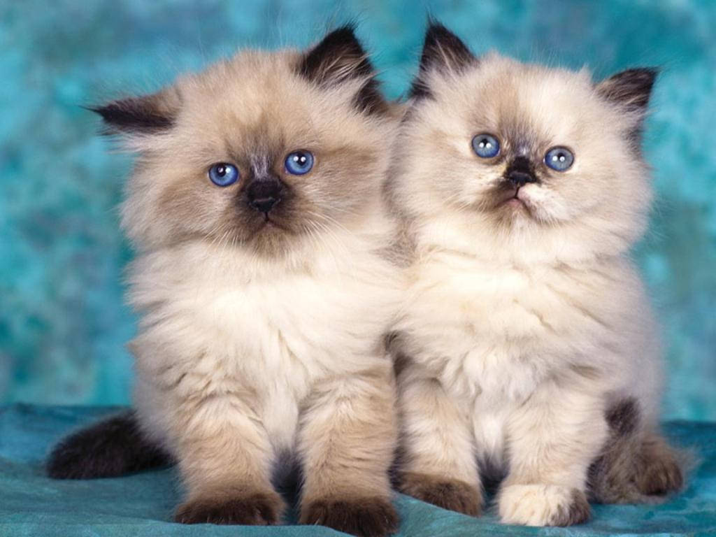 Adorable Blue Eyed Kittens Wallpaper