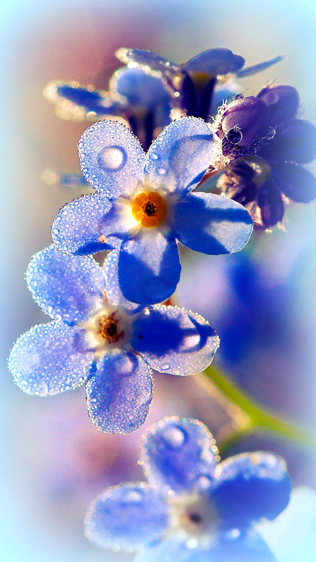 Adorable Blue Forget Me Not Flowers Background