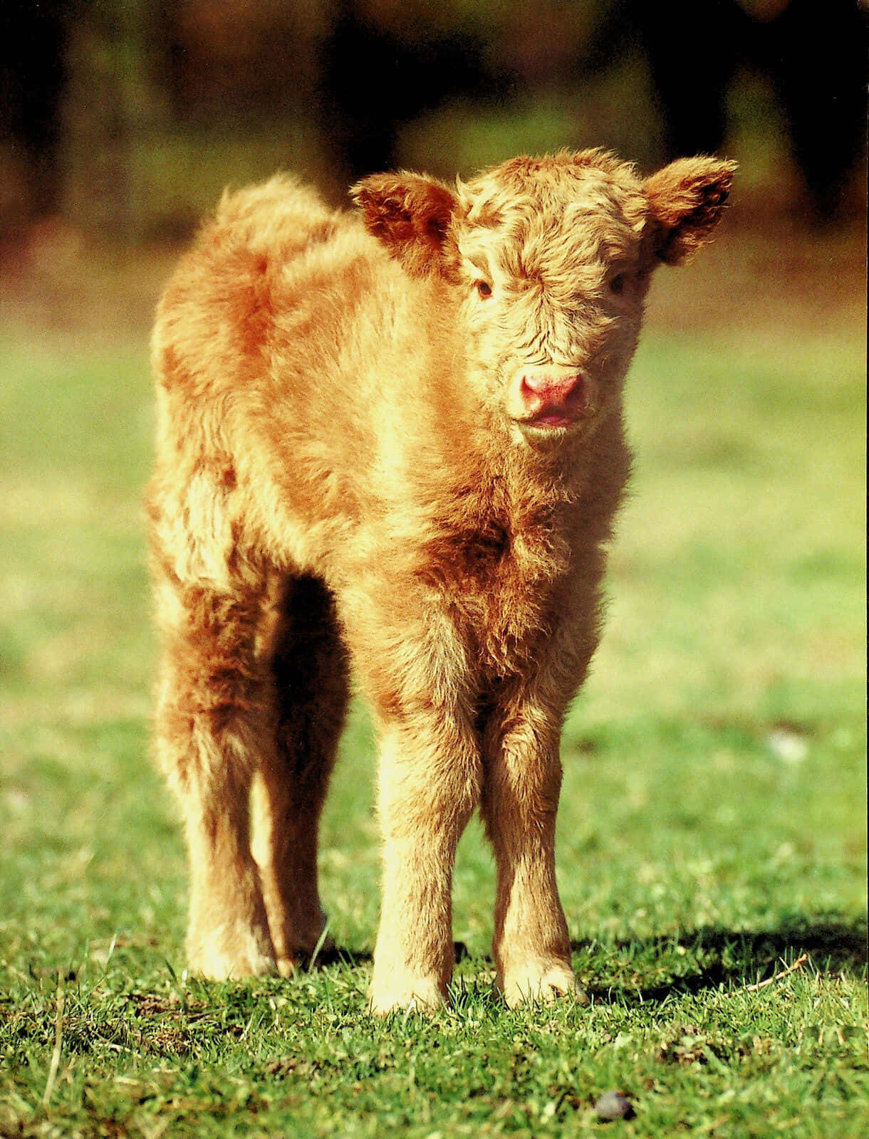 Adorable Brown Baby Cow Standing In Field.jpg Wallpaper