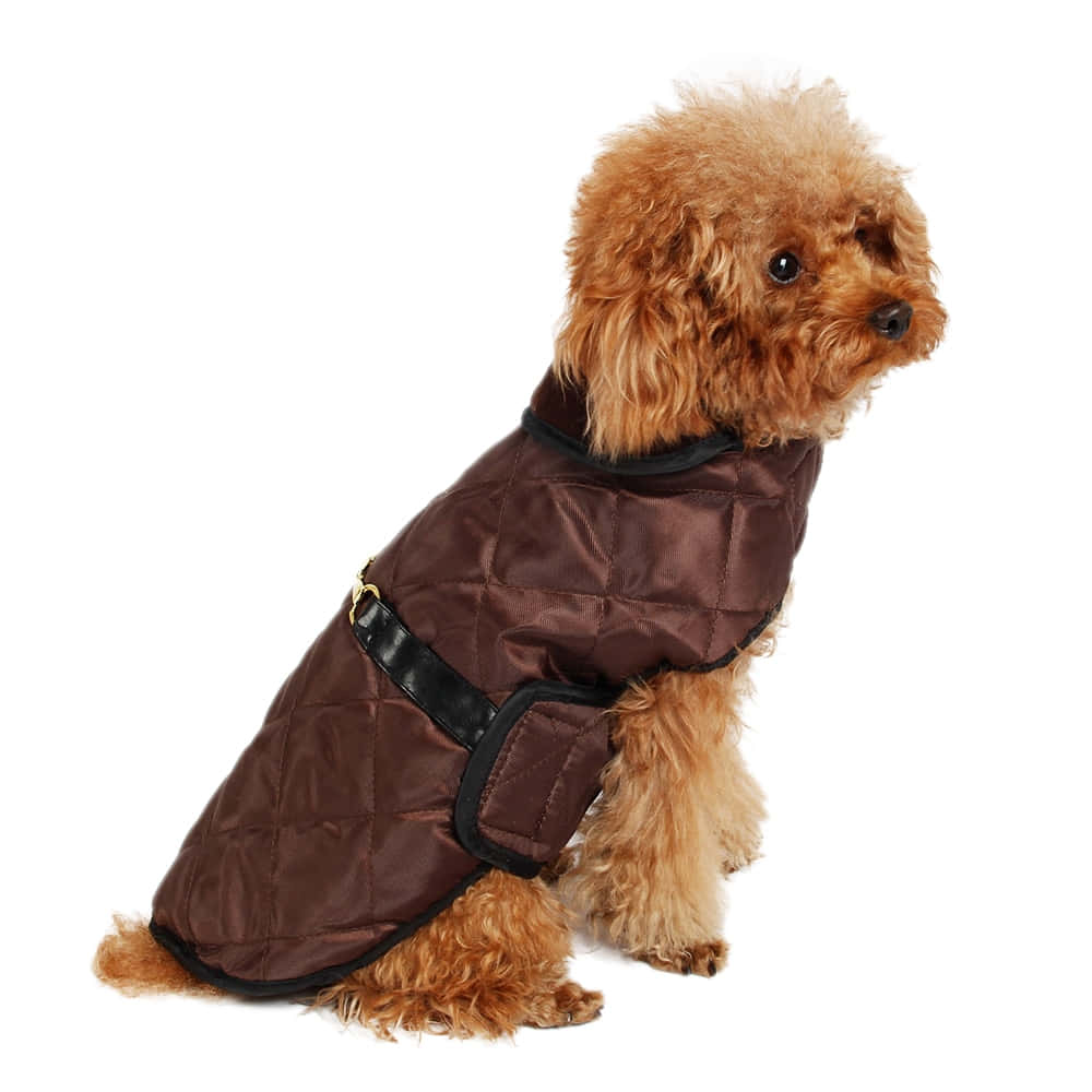 Adorable Brown Dog Dressed In A Trendy Winter Outfit Wallpaper