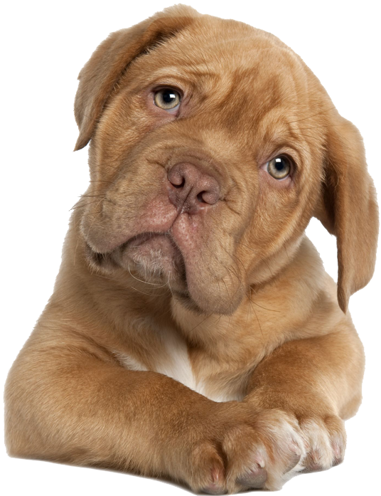 Adorable Brown Pitbull Puppy PNG
