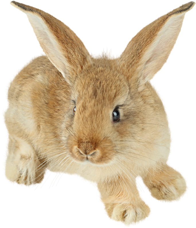 Adorable Brown Rabbit Illustration PNG