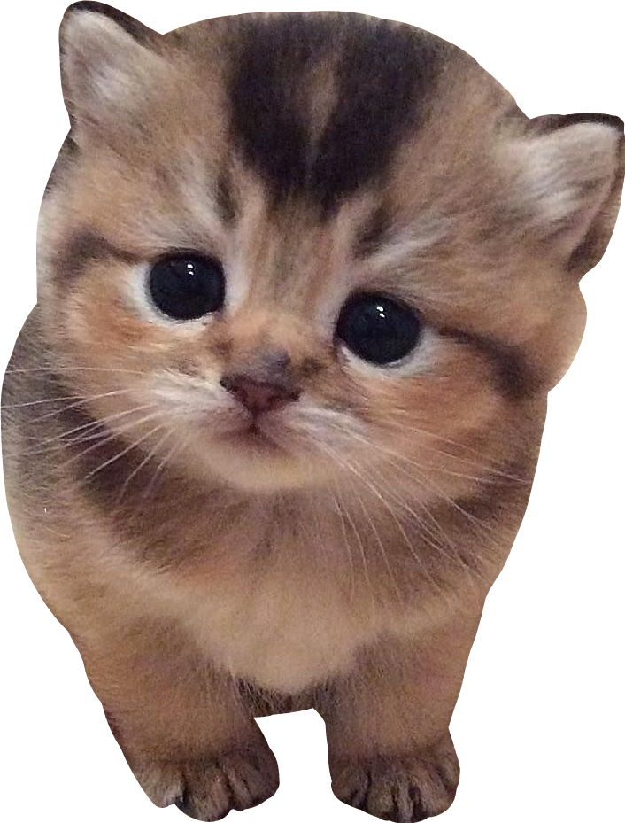 Adorable Brown Tabby Kitten Cutout PNG