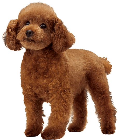 Adorable Brown Toy Poodle SVG