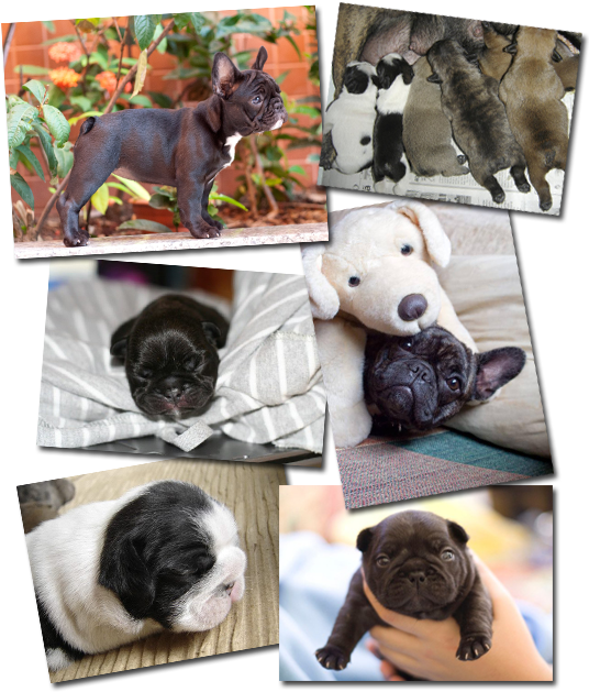 Adorable Bulldog Puppies Collage PNG