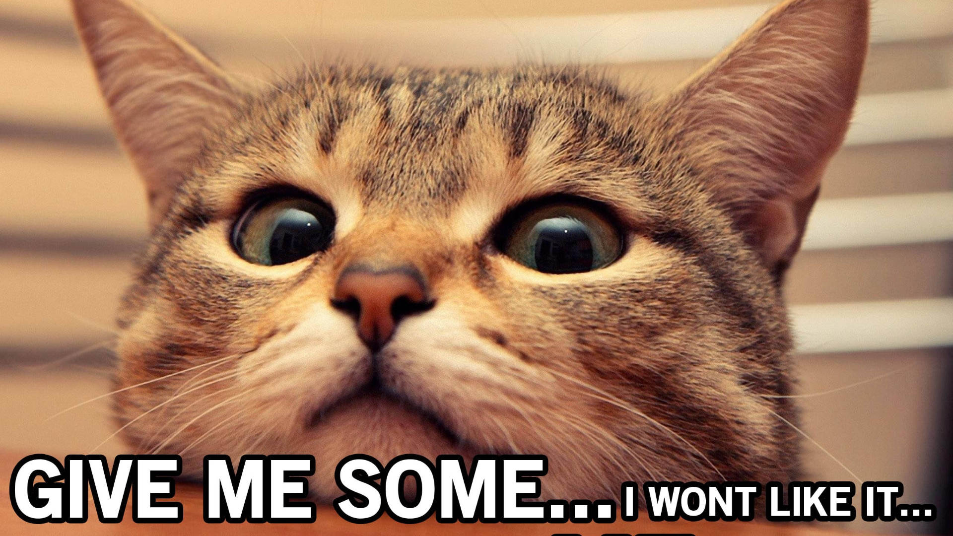 Adorable cat meme wallpaper.