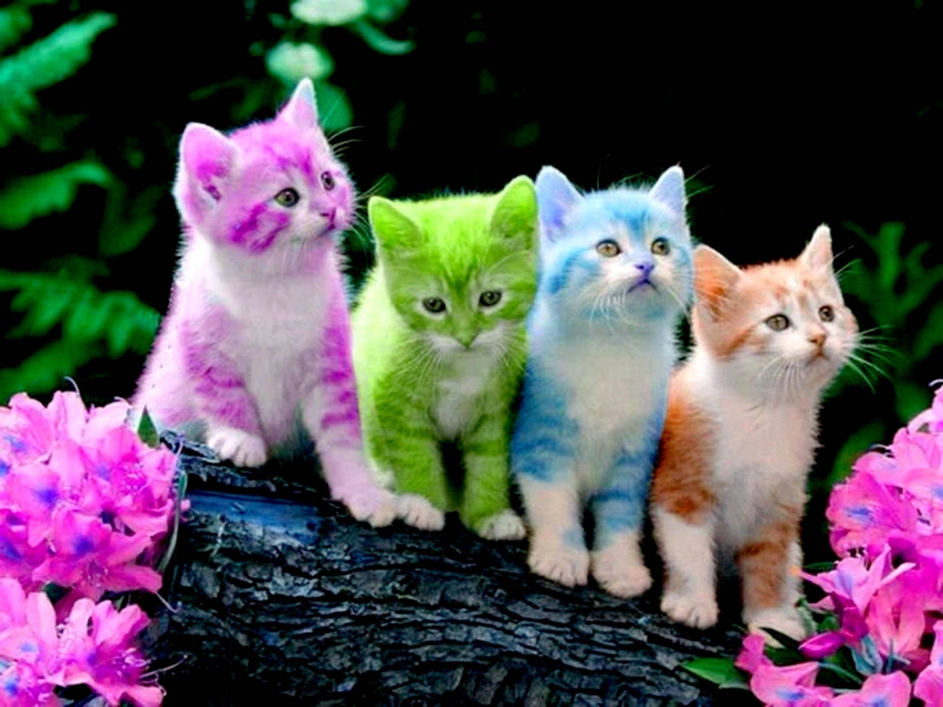 Entzückende,farbenfrohe Kätzchen Wallpaper