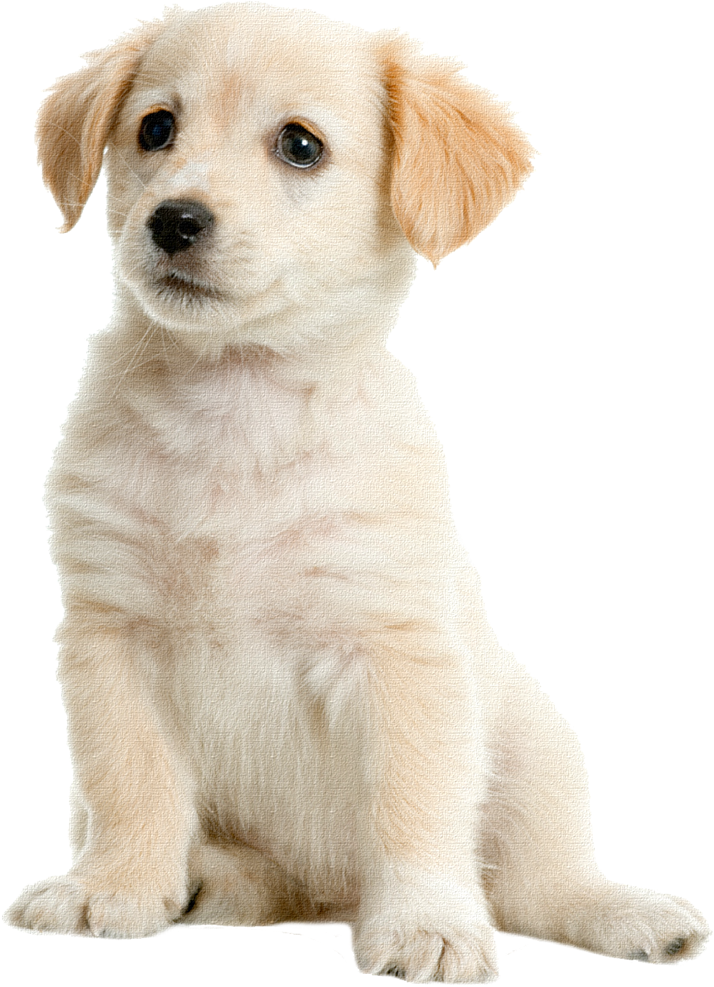 Adorable Cream Puppy Sitting PNG
