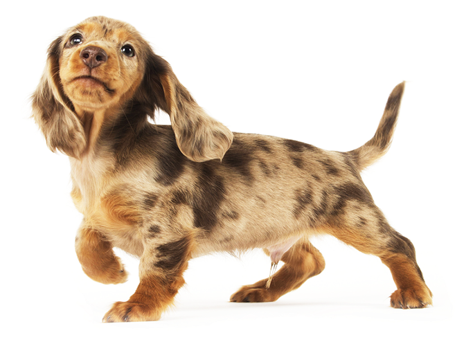 Adorable Dachshund Puppy Strut PNG